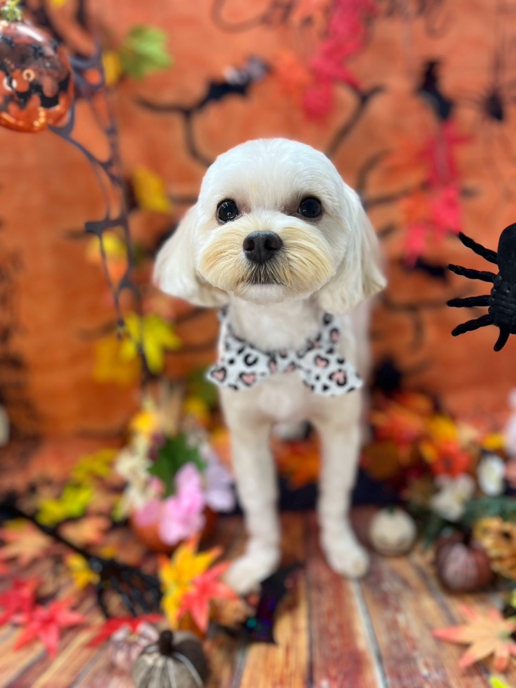 トリミング後の犬